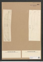 Amphora formosa Cleve (de-Toni-Nr.: Genus 36, Species 1599) Zeichnungen Sammlung Grunow Nr. 3067 (NHMW-BOT-W0370469)